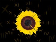 Sunflower Clock ScreenSaver screenshot